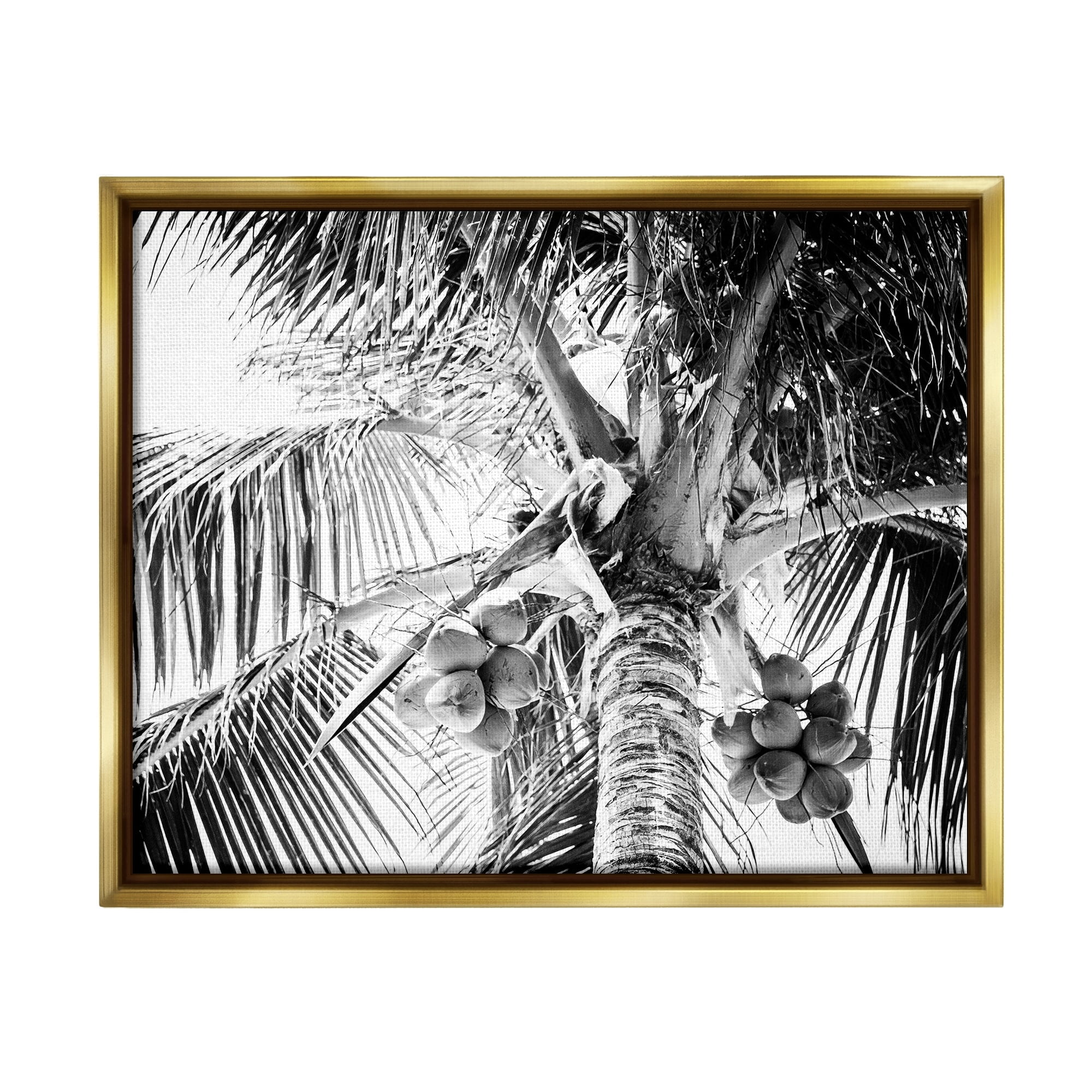 Stupell Industries Tropical Coconut Fruits Growing Monochrome Palm Tree Photograph Metallic Gold Floating Framed Canvas Print Wall Art, Design by Two Smart Blondes
