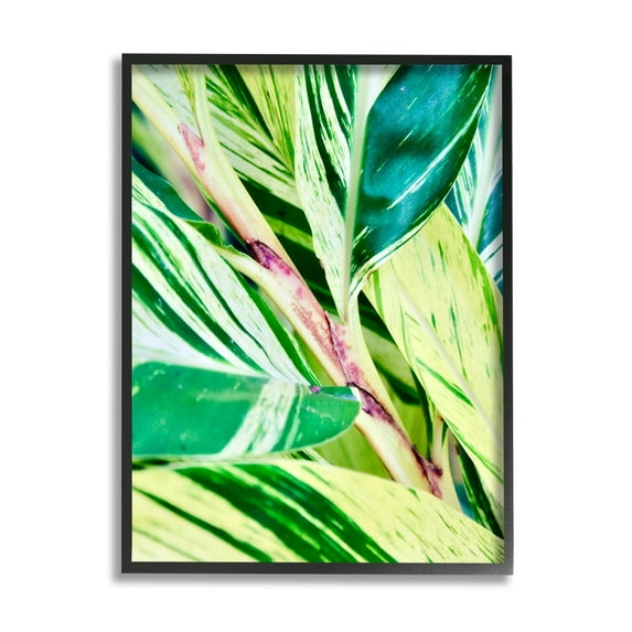 Stupell Industries Tropical House Plant Leaves Close Up Photography Photograph Black Framed Art Print Wall Art, Design by Gail Peck
