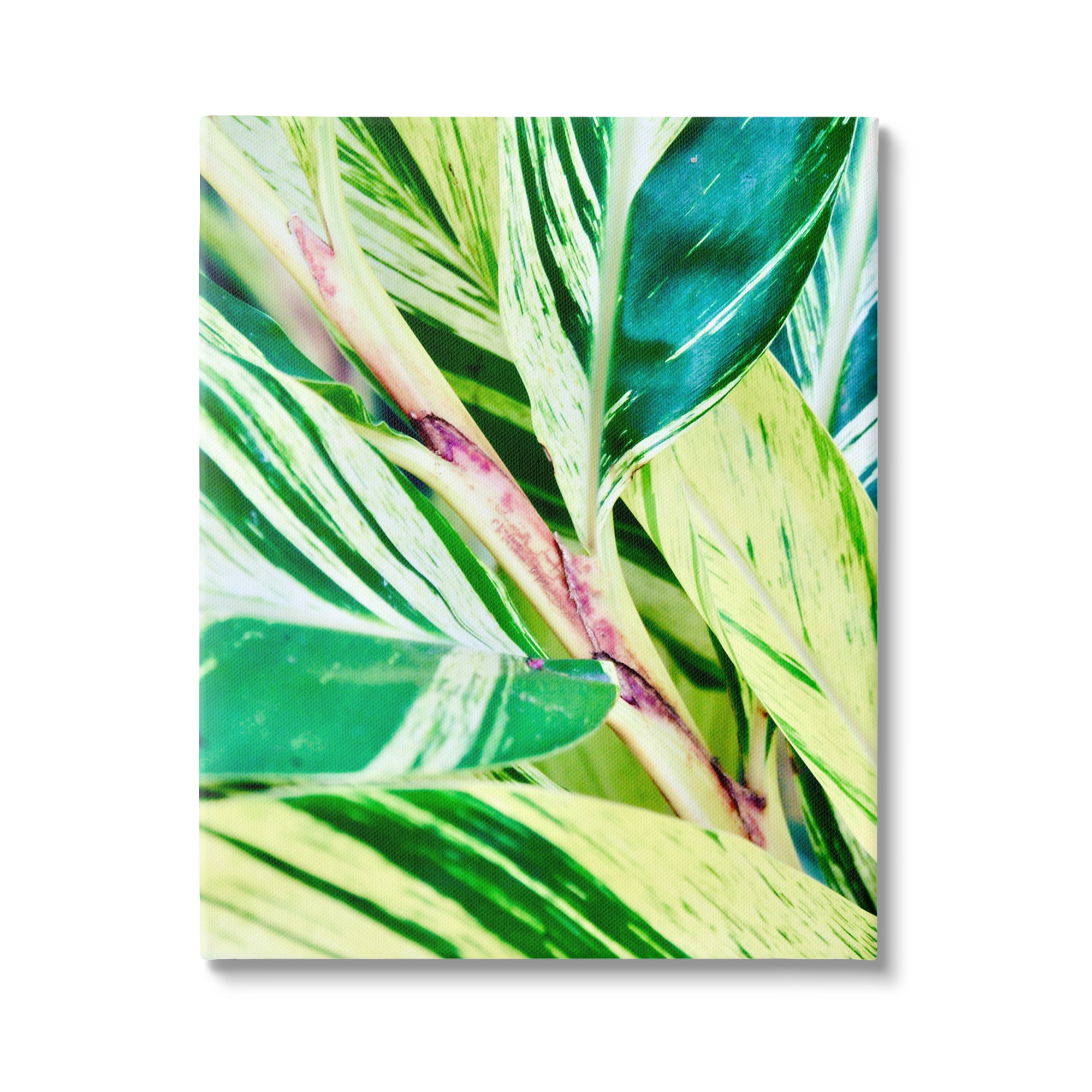 Stupell Industries Tropical House Plant Leaves Close Up Photography Photograph Gallery Wrapped Canvas Print Wall Art, Design by Gail Peck