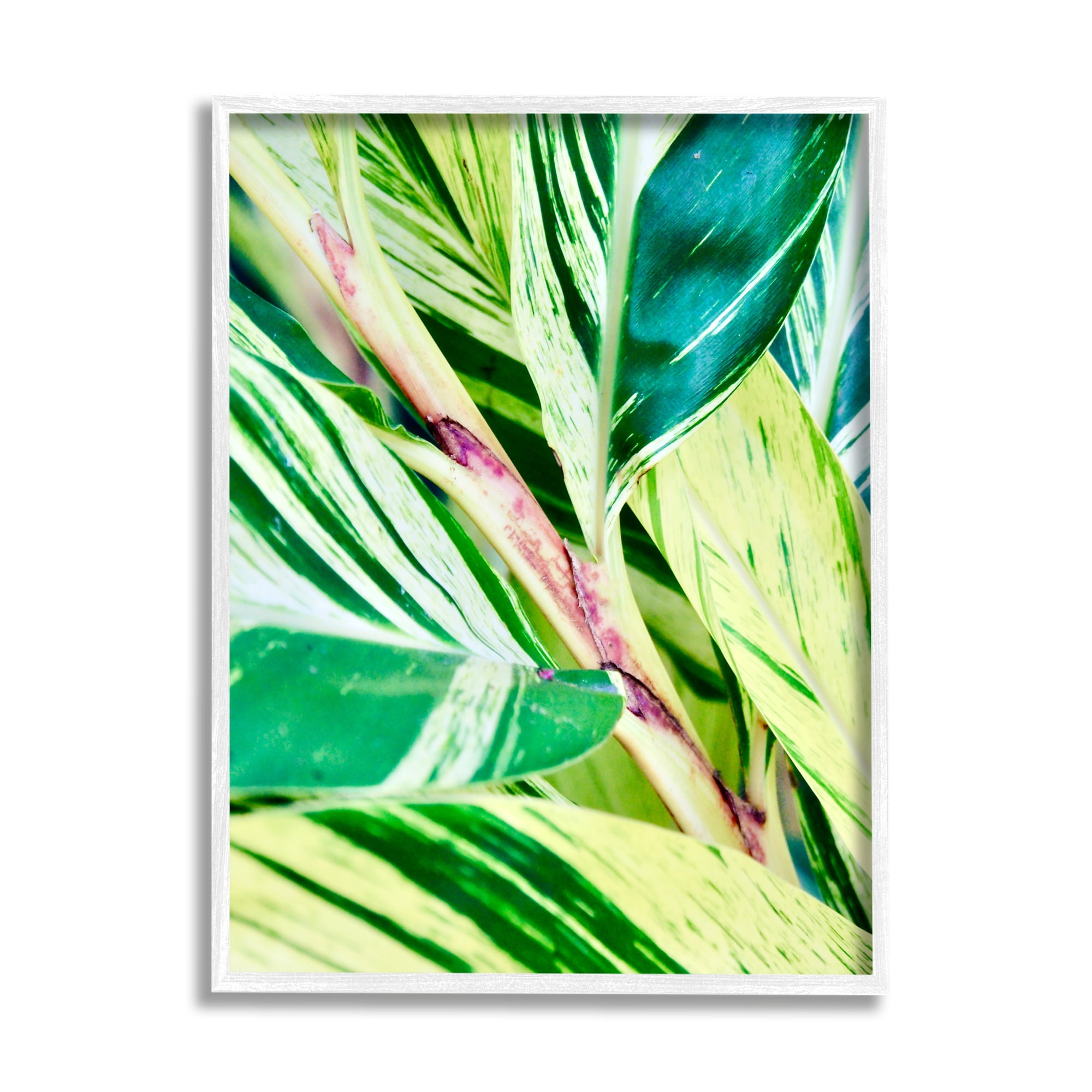 Stupell Industries Tropical House Plant Leaves Close Up Photography Photograph White Framed Art Print Wall Art, Design by Gail Peck