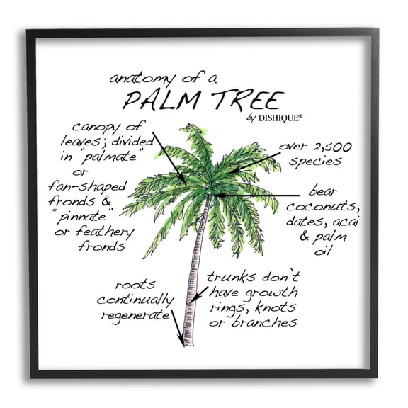 Stupell Industries Tropical Palm Tree Educational Plants Flora Diagram Graphic Art Black Framed Art Print Wall Art, Design by Dishique