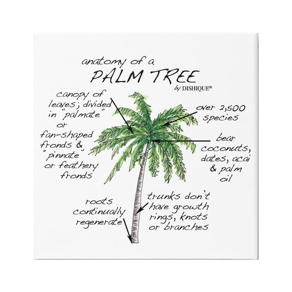 Stupell Industries Tropical Palm Tree Educational Plants Flora Diagram Graphic Art Gallery Wrapped Canvas Print Wall Art, Design by Dishique