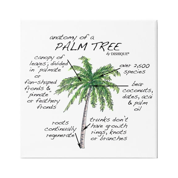 Stupell Industries Tropical Palm Tree Educational Plants Flora Diagram Graphic Art Gallery Wrapped Canvas Print Wall Art, Design by Dishique