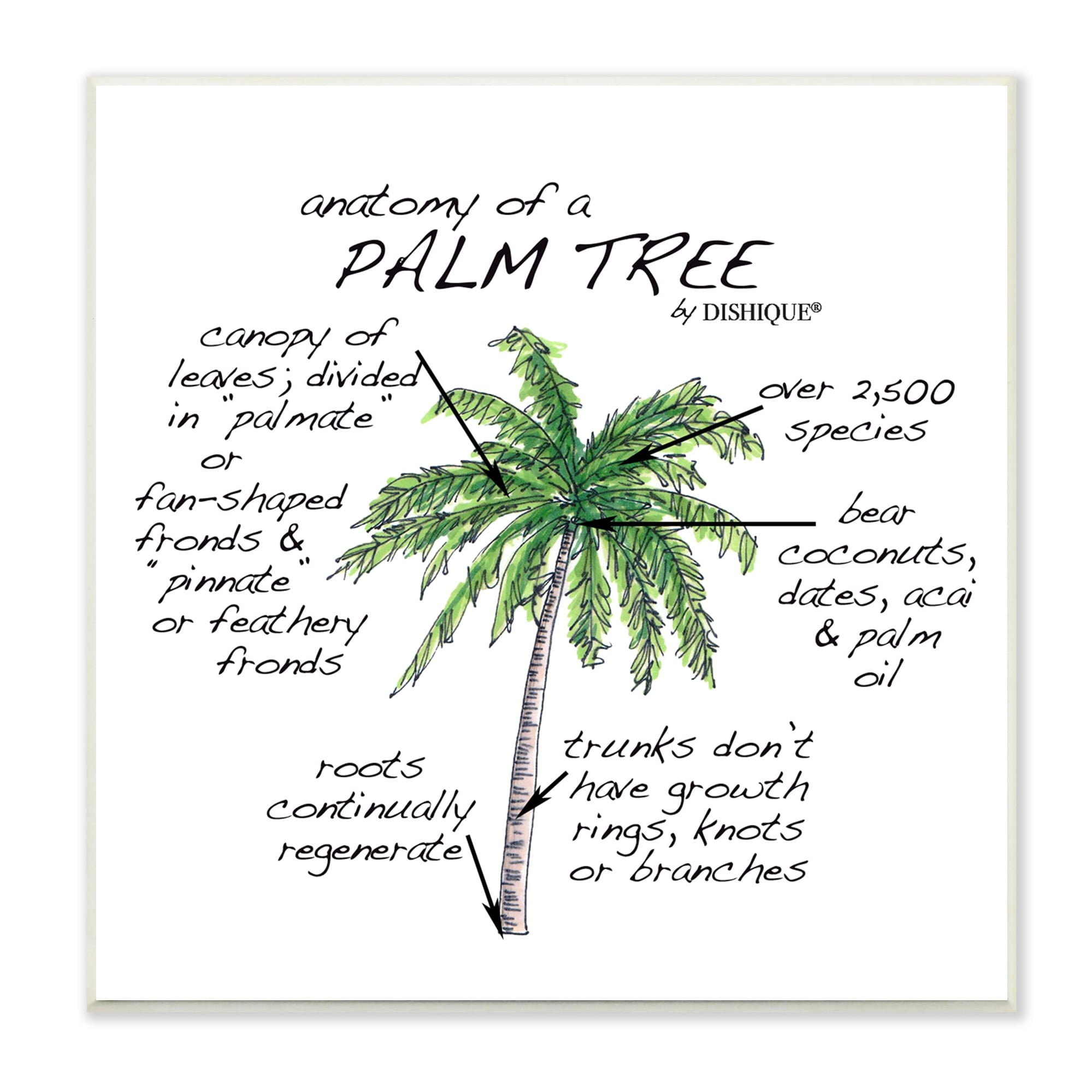Tropical Palm Tree Educational Diagram 12" x 12" MDF Wood Art Print