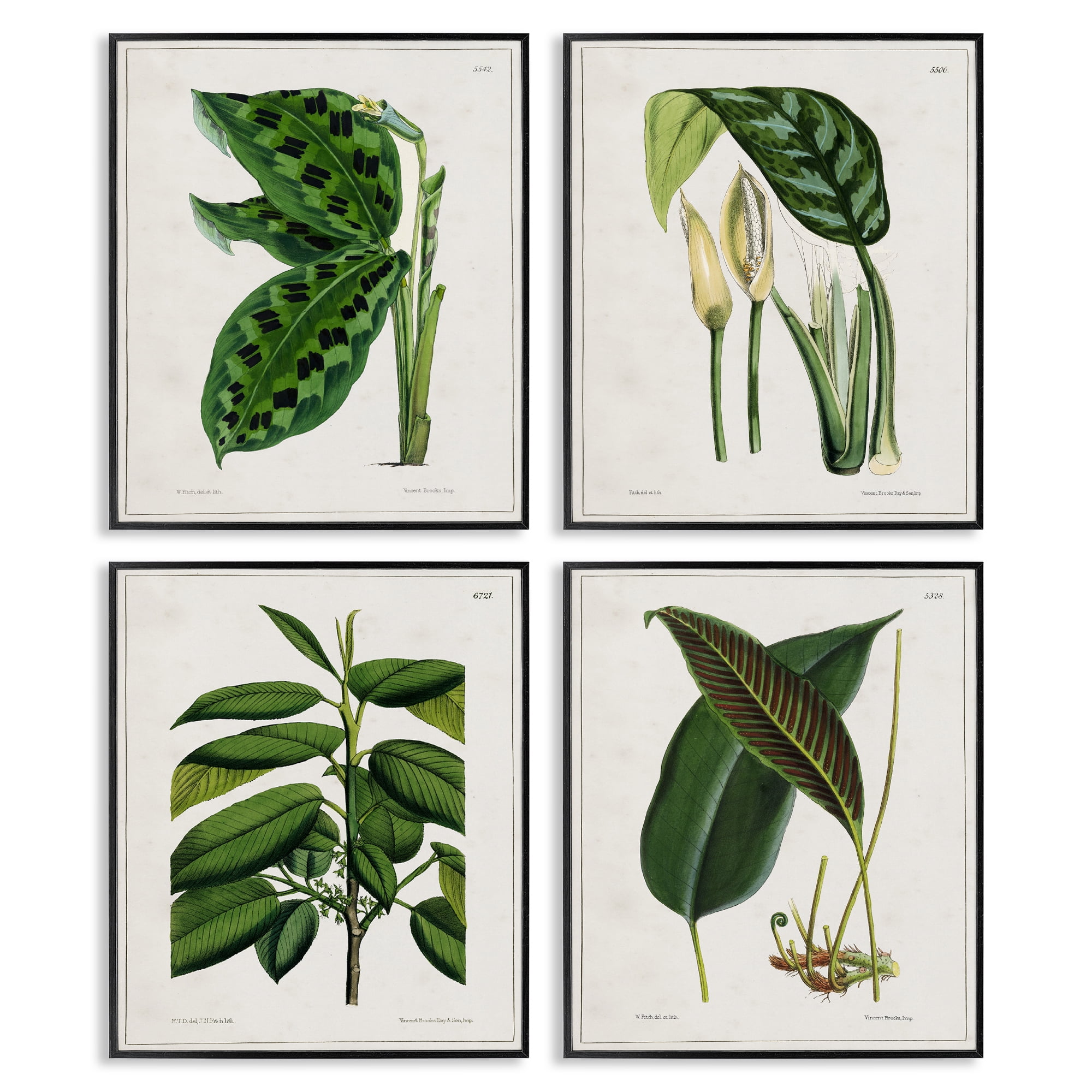 Stupell Industries Tropical Plant Latin Studies Plants & Flowers Painting Black Framed Art Print Wall Art, 16 x 20, Set of 4