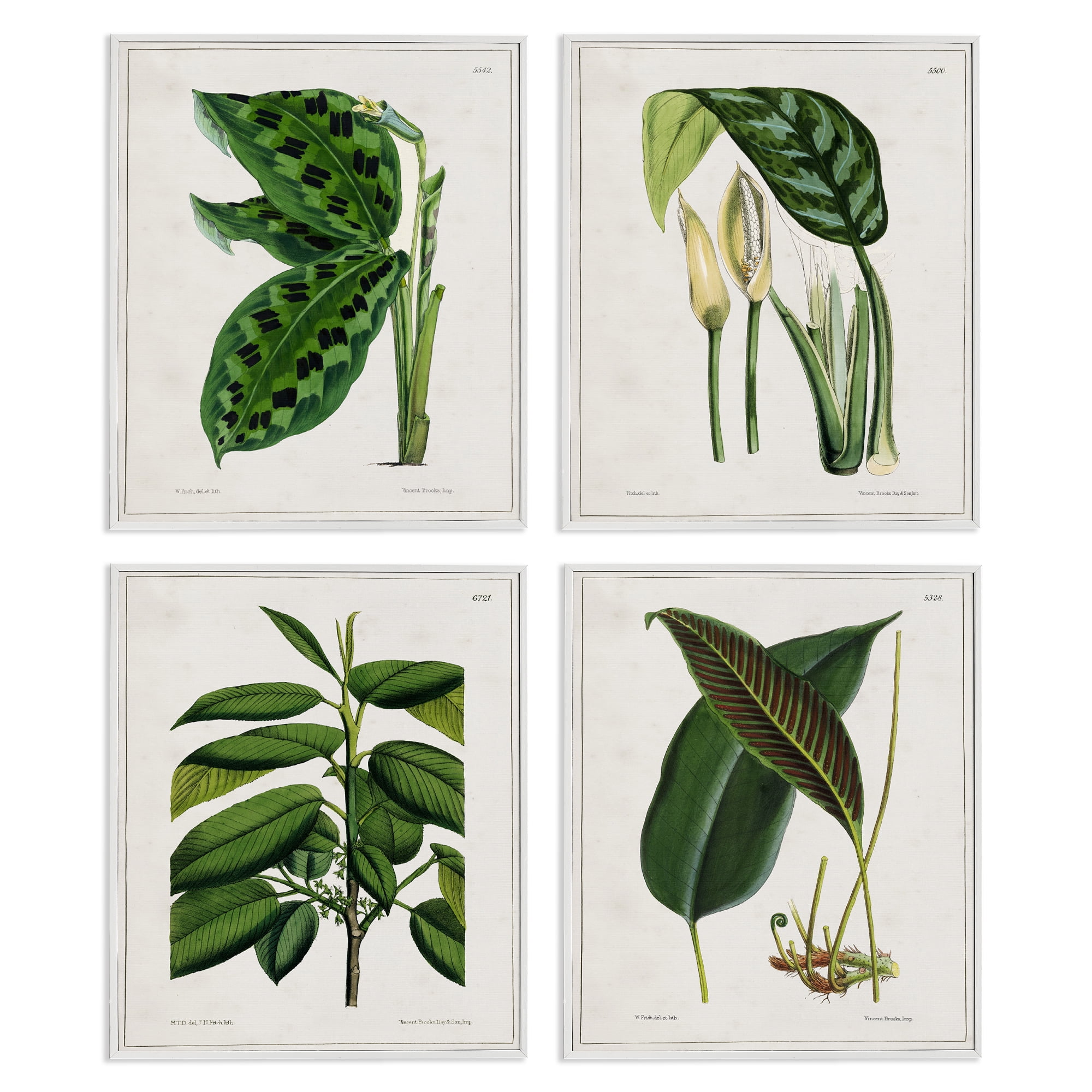 Stupell Industries Tropical Plant Latin Studies Plants & Flowers Painting White Framed Art Print Wall Art, 11 x 14, Set of 4