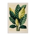 thumbnail image 1 of Stupell Industries Tropical Tropical Leaves Green Branches Canvas Art, 24 x 36, by Petals Prints Design, 1 of 7