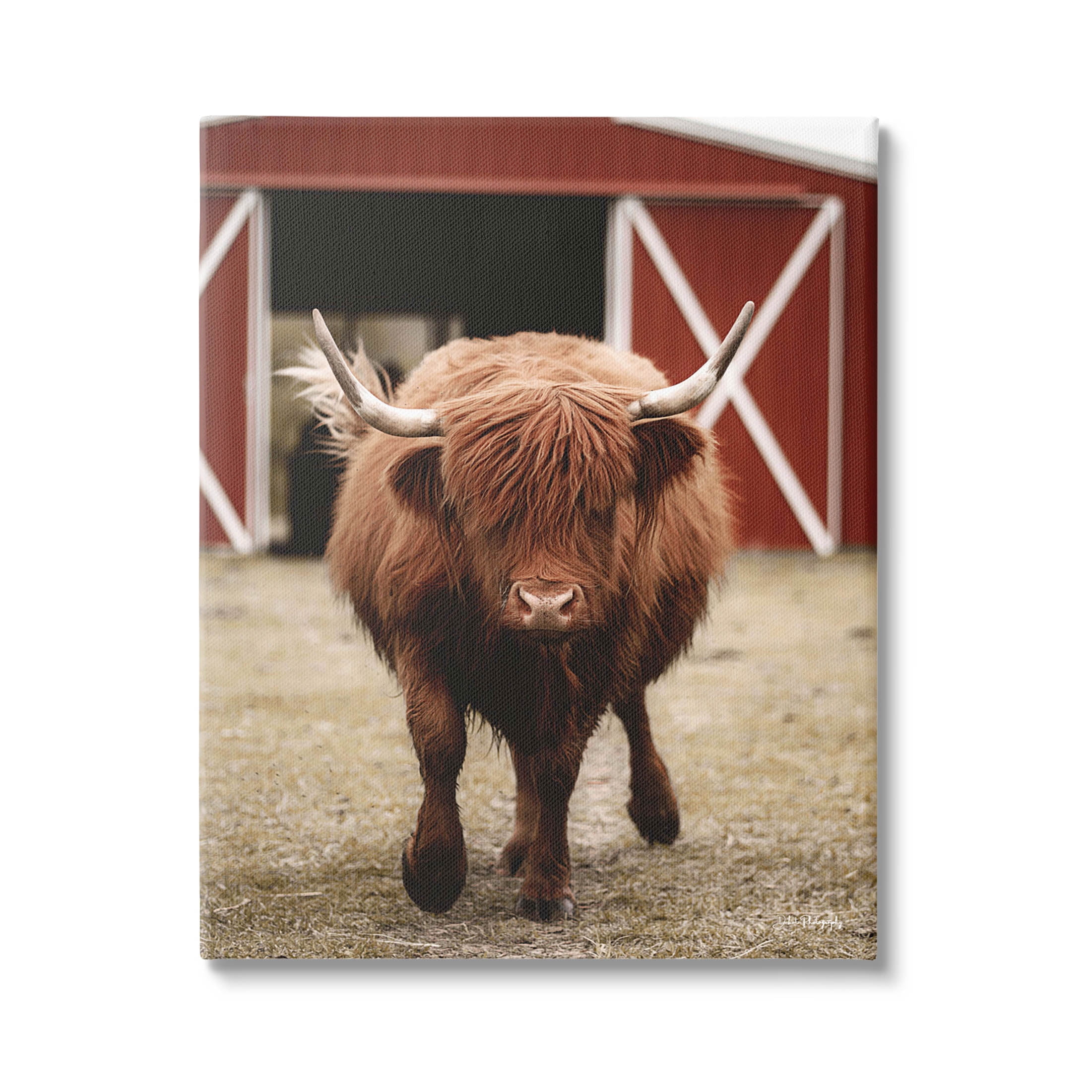 Stupell Industries Trotting Highland Cattle Bold Red Barn Photograph Gallery Wrapped Canvas Print Wall Art, Design by Dakota Diener