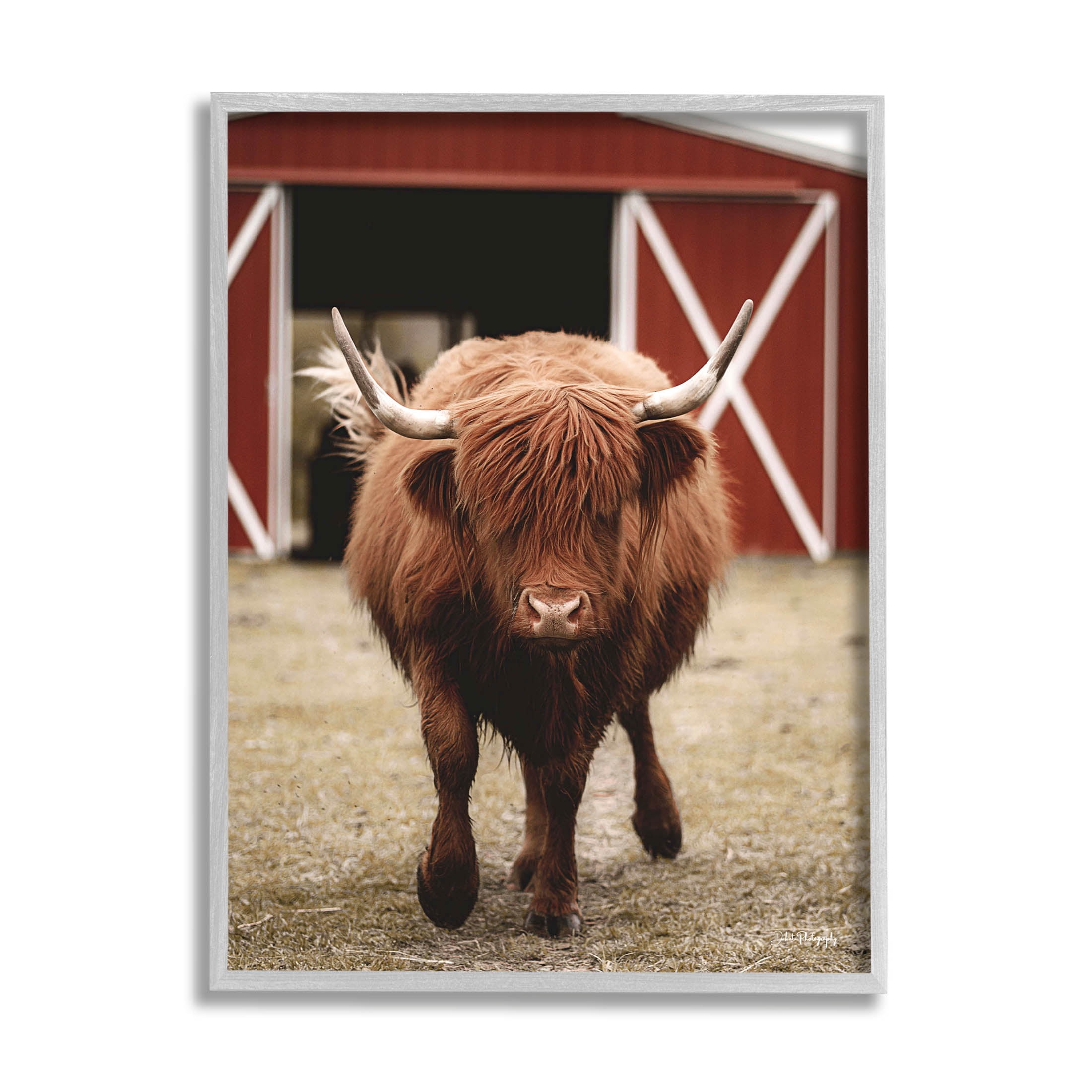 Stupell Industries Trotting Highland Cattle Bold Red Barn Photograph Gray Framed Art Print Wall Art, Design by Dakota Diener