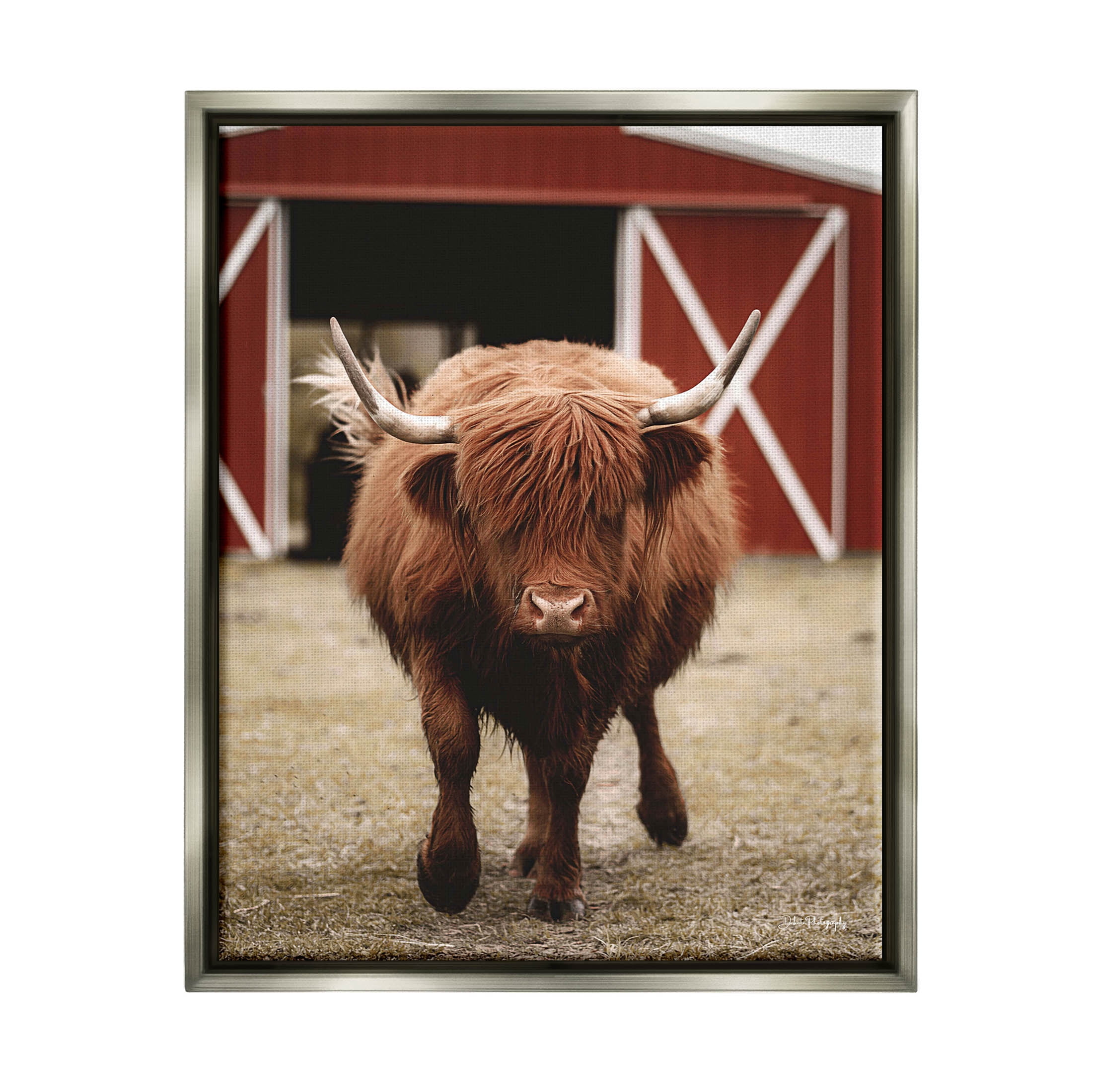 Stupell Industries Trotting Highland Cattle Bold Red Barn Photograph Luster Gray Floating Framed Canvas Print Wall Art, Design by Dakota Diener