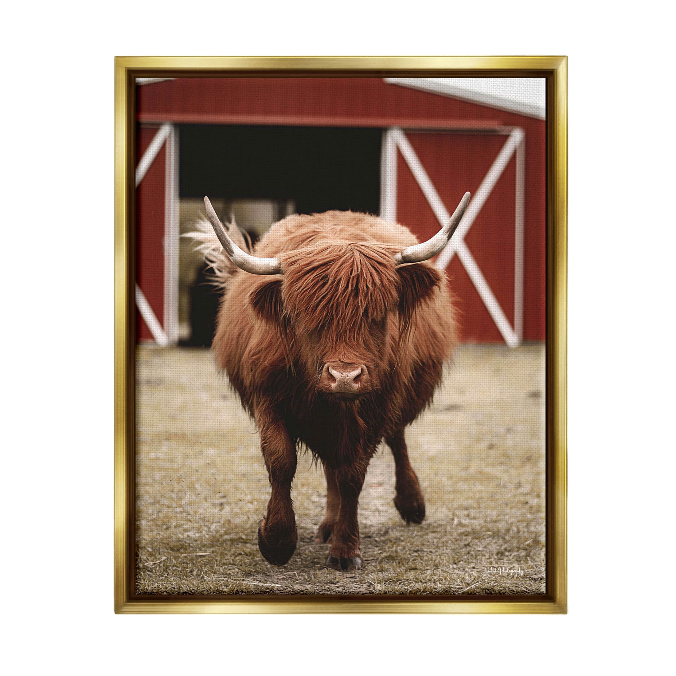 Stupell Industries Trotting Highland Cattle Bold Red Barn Photograph Metallic Gold Floating Framed Canvas Print Wall Art, Design by Dakota Diener