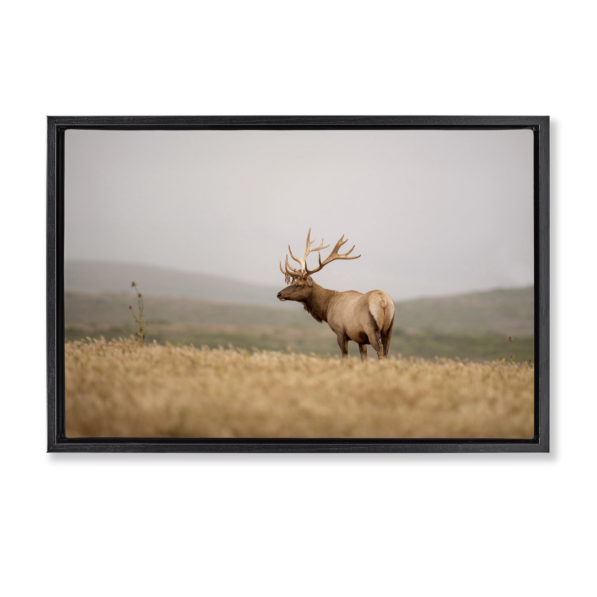 Stupell Industries Tule Elk Photography Landscape & Nature Photography Black Floater Framed Canvas Art Print Wall Art, 31 x 21