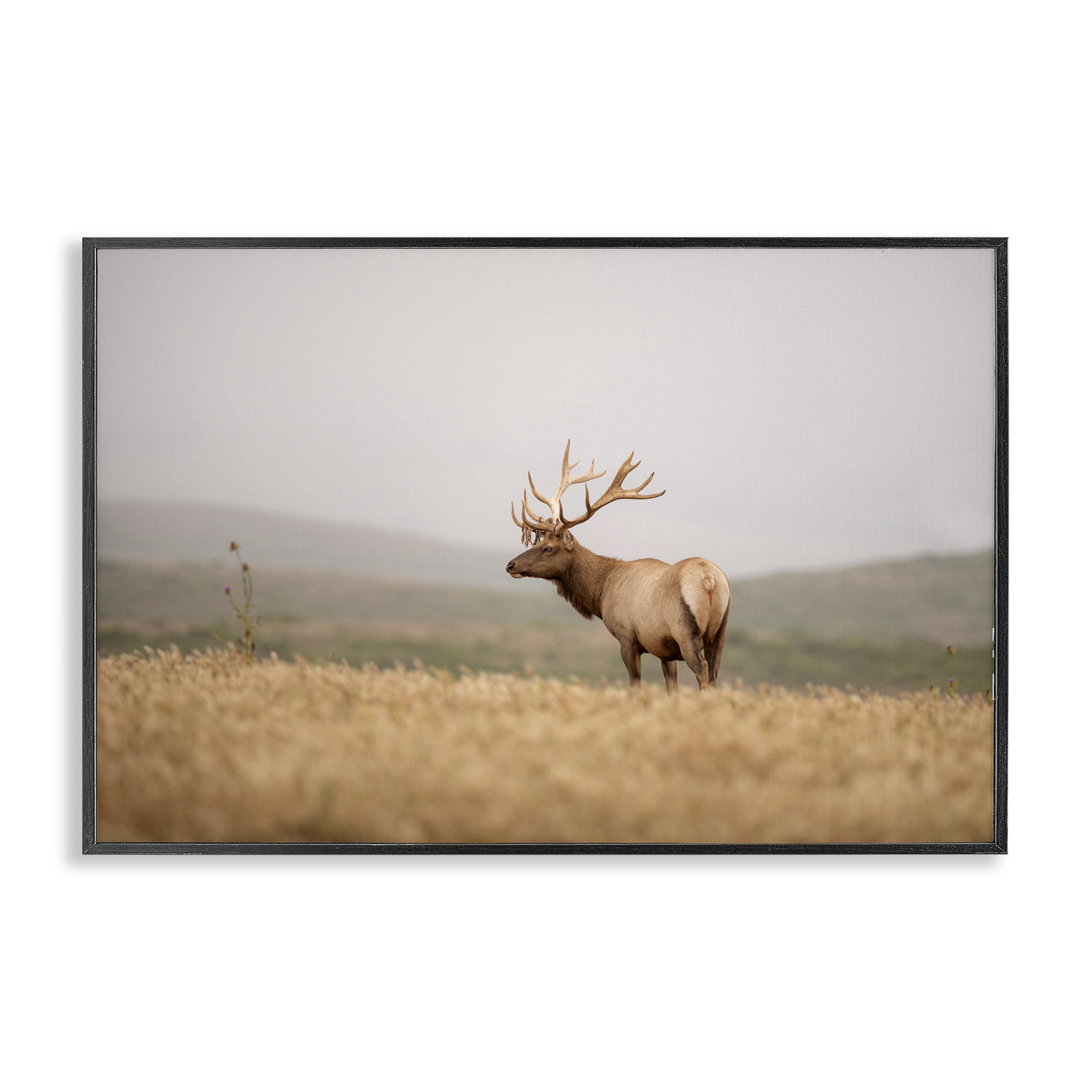 Stupell Industries Tule Elk Photography Landscape & Nature Photography Black Framed Art Print Wall Art, 30 x 20