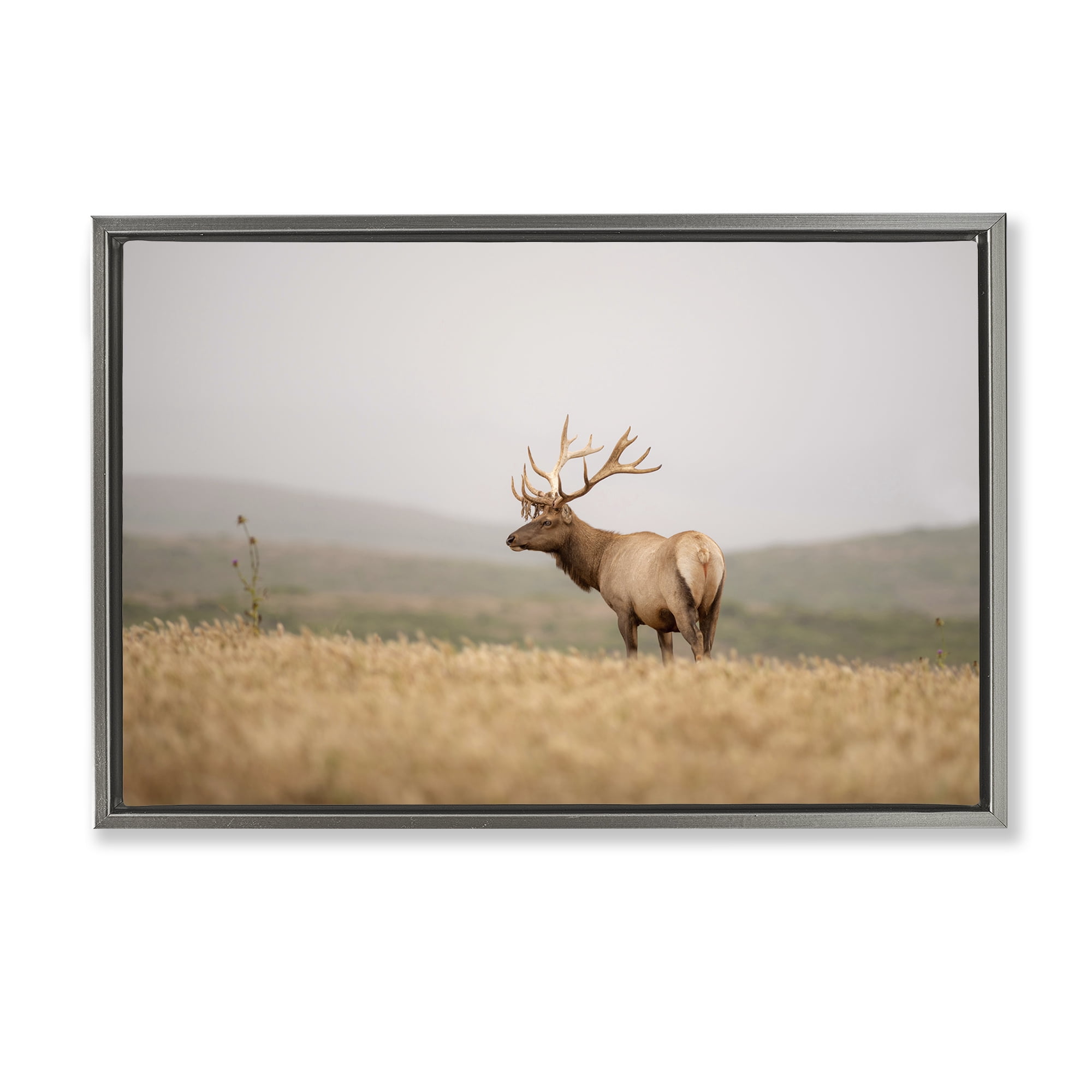 Stupell Industries Tule Elk Photography Landscape & Nature Photography Gray Floater Framed Canvas Art Print Wall Art, 25 x 17