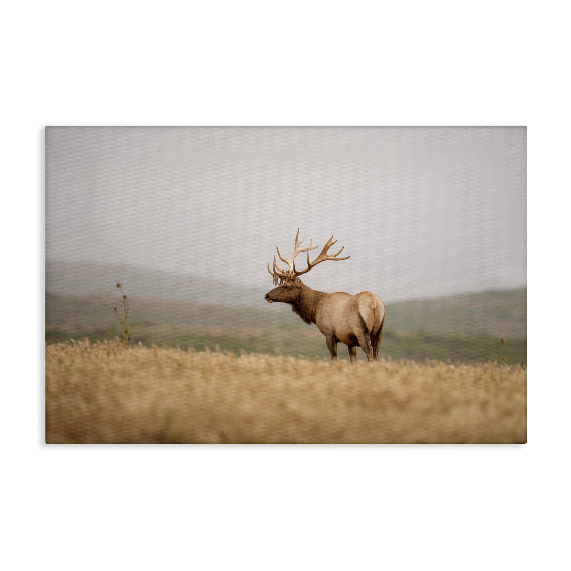 Stupell Industries Tule Elk Photography Landscape & Nature Photography Wrapped Canvas Art Print Wall Art, 30 x 20