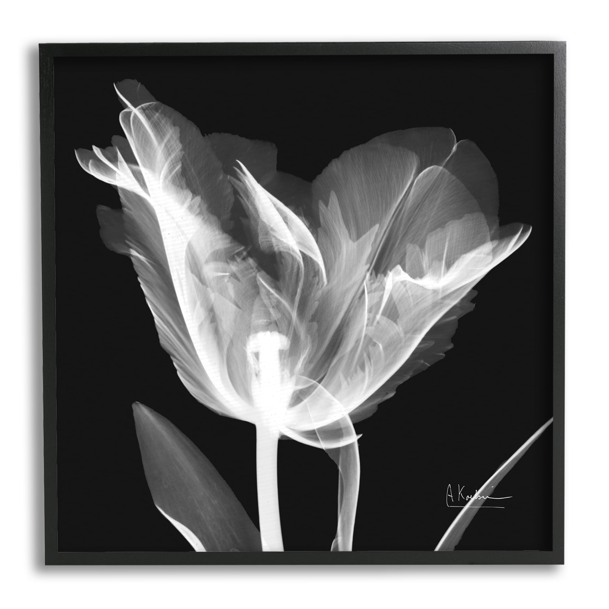 Stupell Industries Tulip Flower X-Ray Botanical & Floral Photography Black Framed Art Print Wall Art, 24 x 24