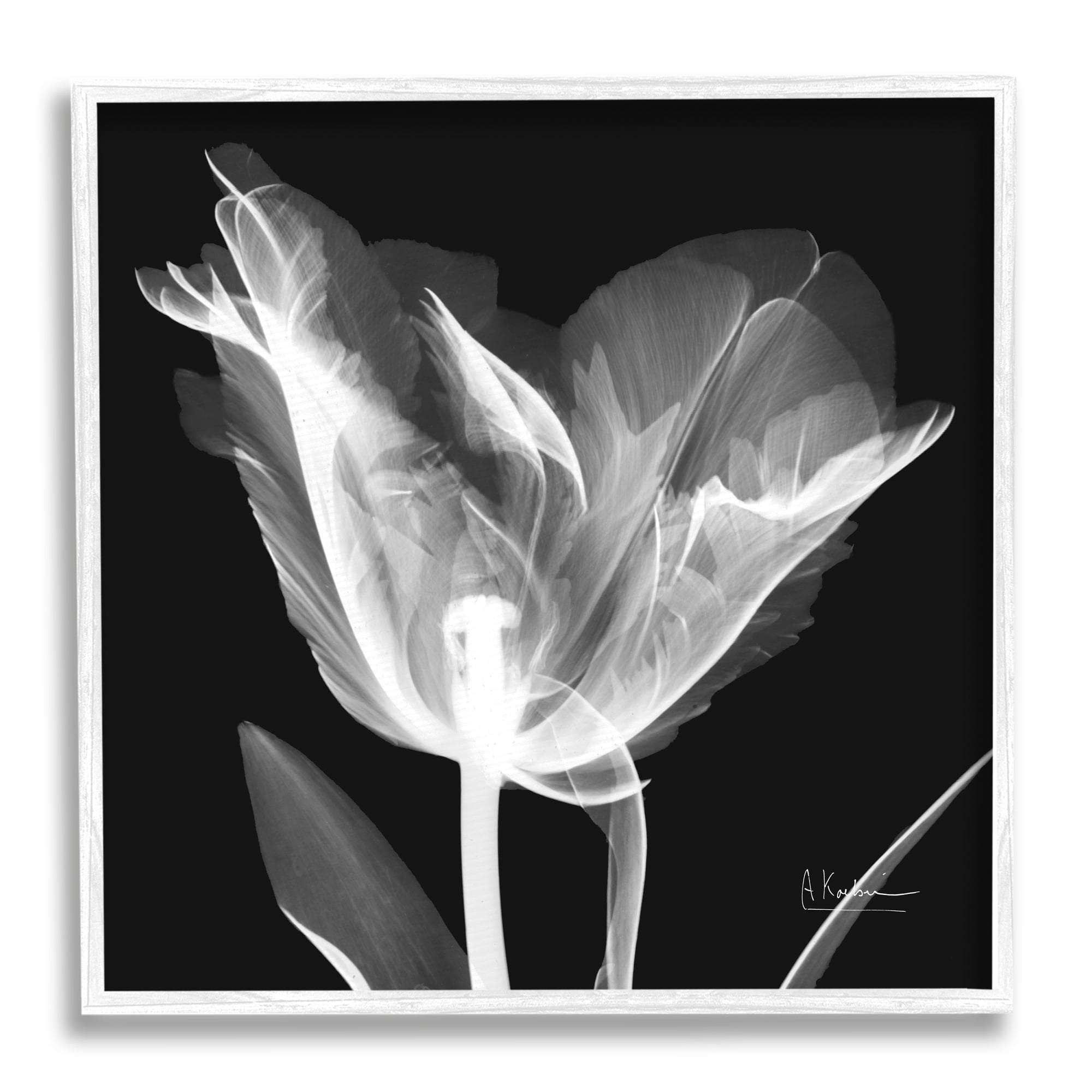 Stupell Industries Tulip Flower X-Ray Botanical & Floral Photography White Framed Art Print Wall Art, 12 x 12