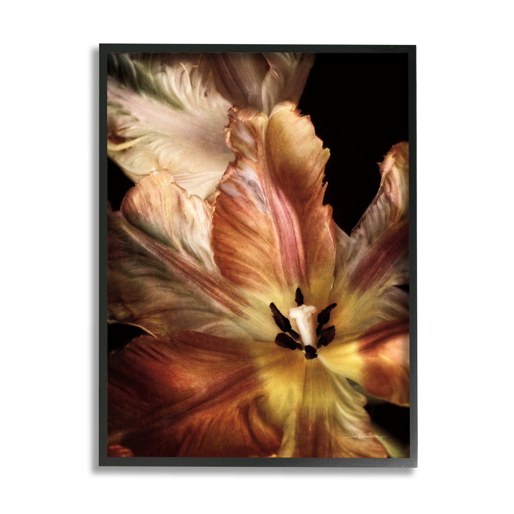 Stupell Industries Tulip Petals Detail Botanical & Floral Photography Black Framed Art Print Wall Art, 11 x 14