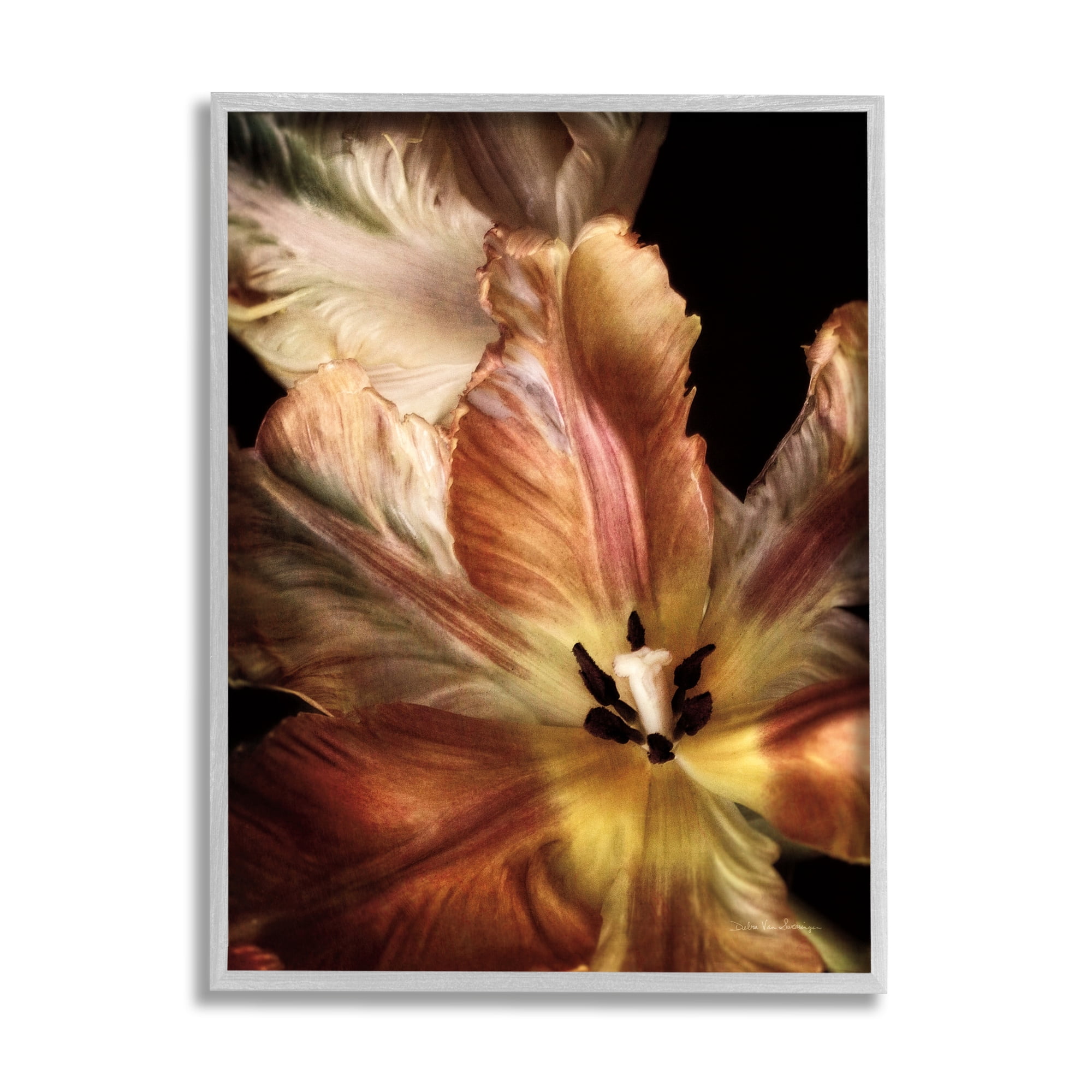 Stupell Industries Tulip Petals Detail Botanical & Floral Photography Gray Framed Art Print Wall Art, 11 x 14
