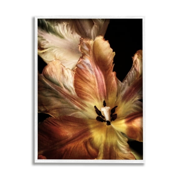 Stupell Industries Tulip Petals Detail Botanical & Floral Photography White Framed Art Print Wall Art, 11 x 14