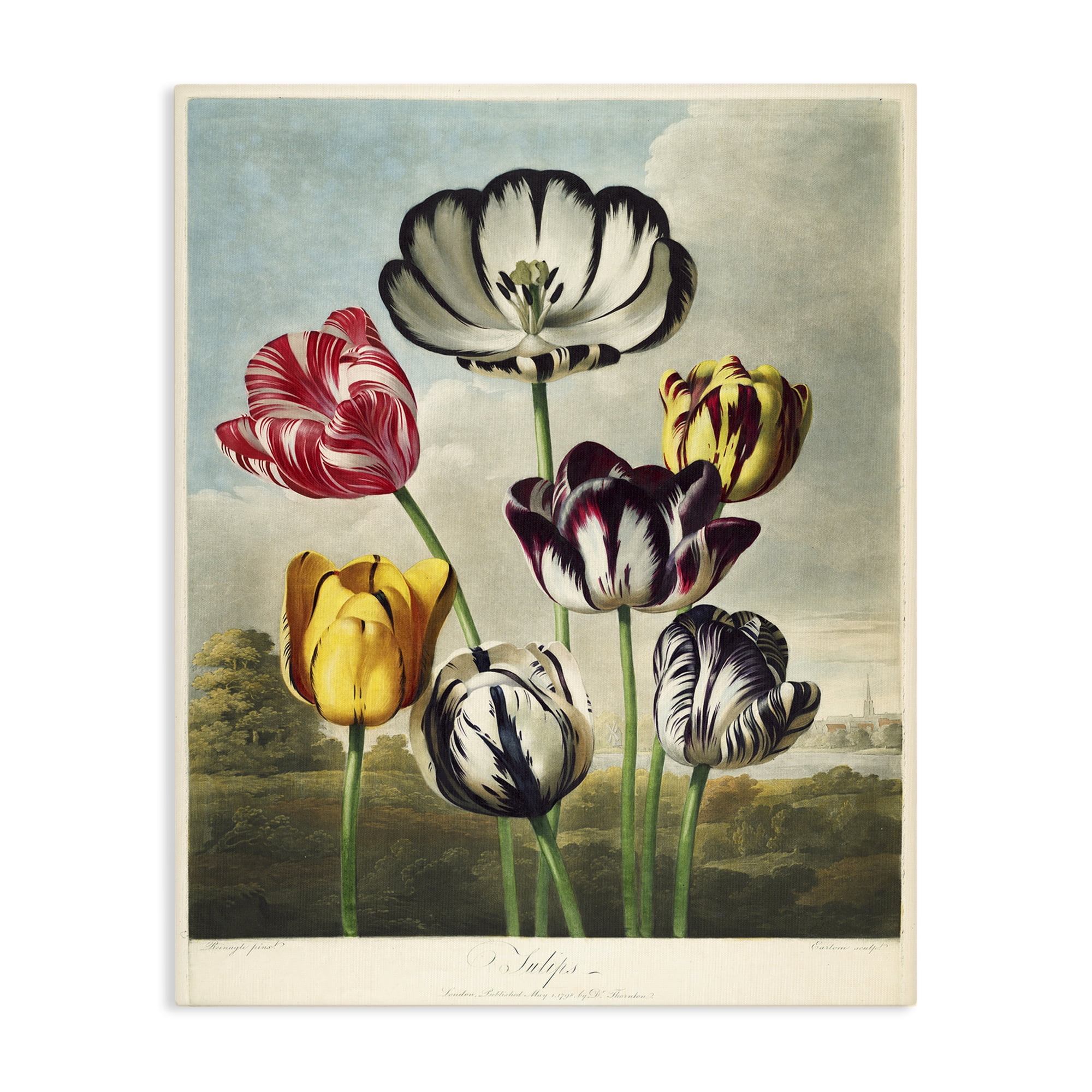 Stupell Industries Tulips From The Temple Canvas Wall Art, design by Print Collection