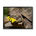 thumbnail image 1 of Stupell Industries Turtle Eating Dandelion Animals & Insects Photography Black Framed Art Print Wall Art, 14 x 11, 1 of 9