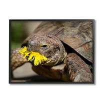 Stupell Industries Turtle Eating Dandelion Animals & Insects Photography Black Framed Art Print Wall Art, 14 x 11