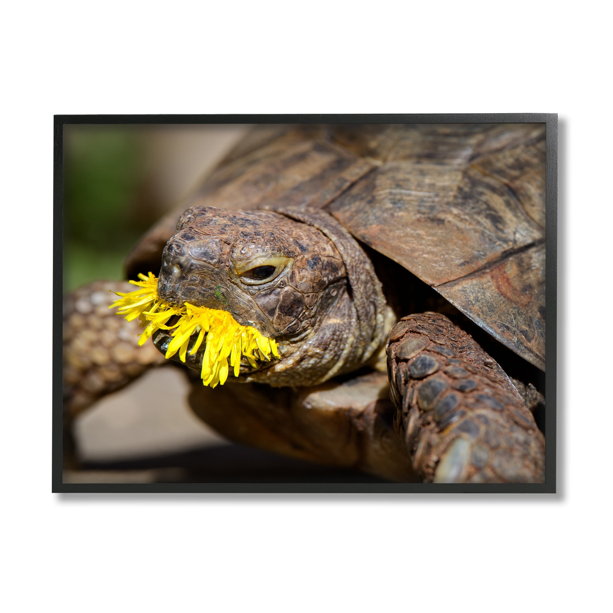 Stupell Industries Turtle Eating Dandelion Animals & Insects Photography Black Framed Art Print Wall Art, 30 x 24