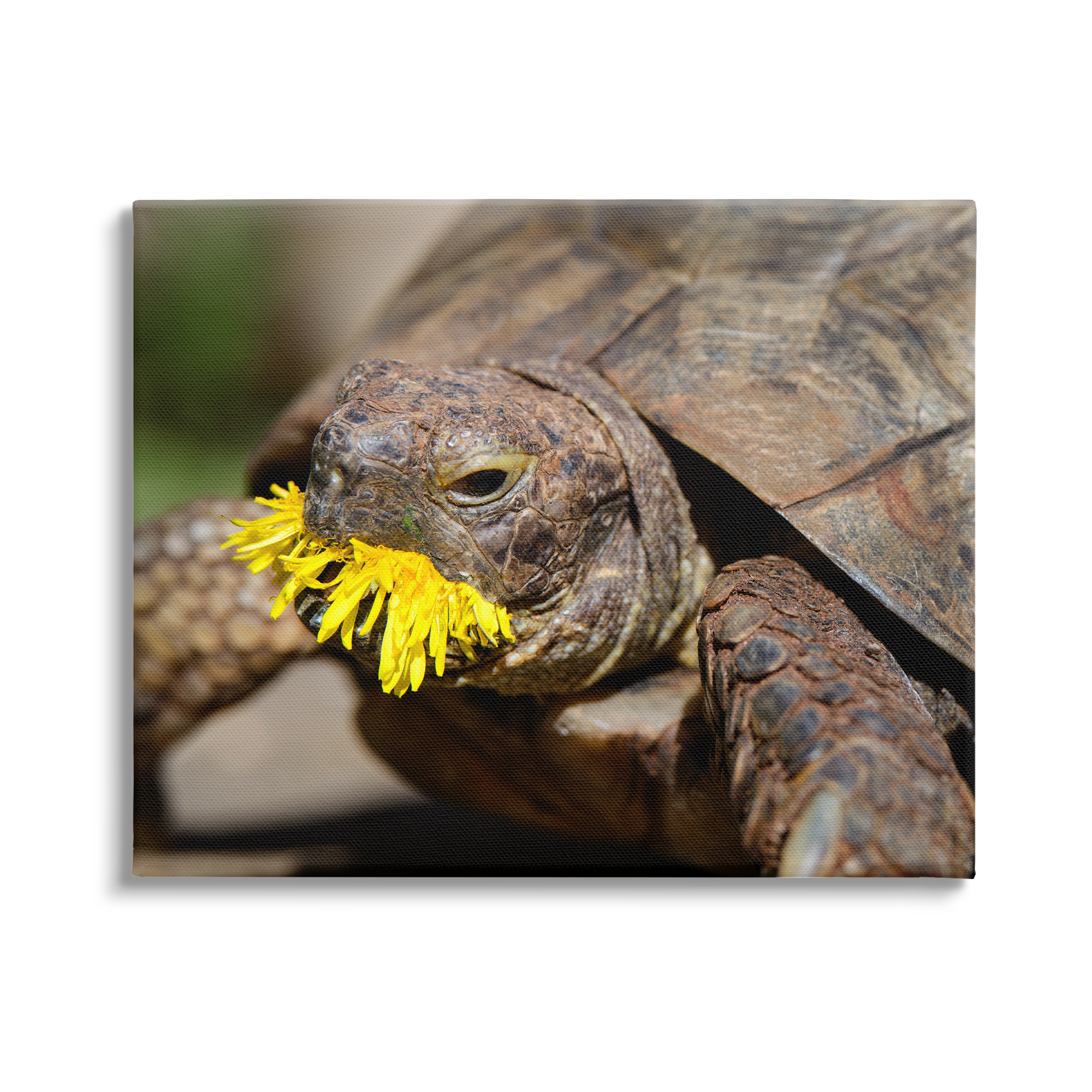 Stupell Industries Turtle Eating Dandelion Animals & Insects Photography Gallery Wrapped Canvas Art Print Wall Art, 30 x 24