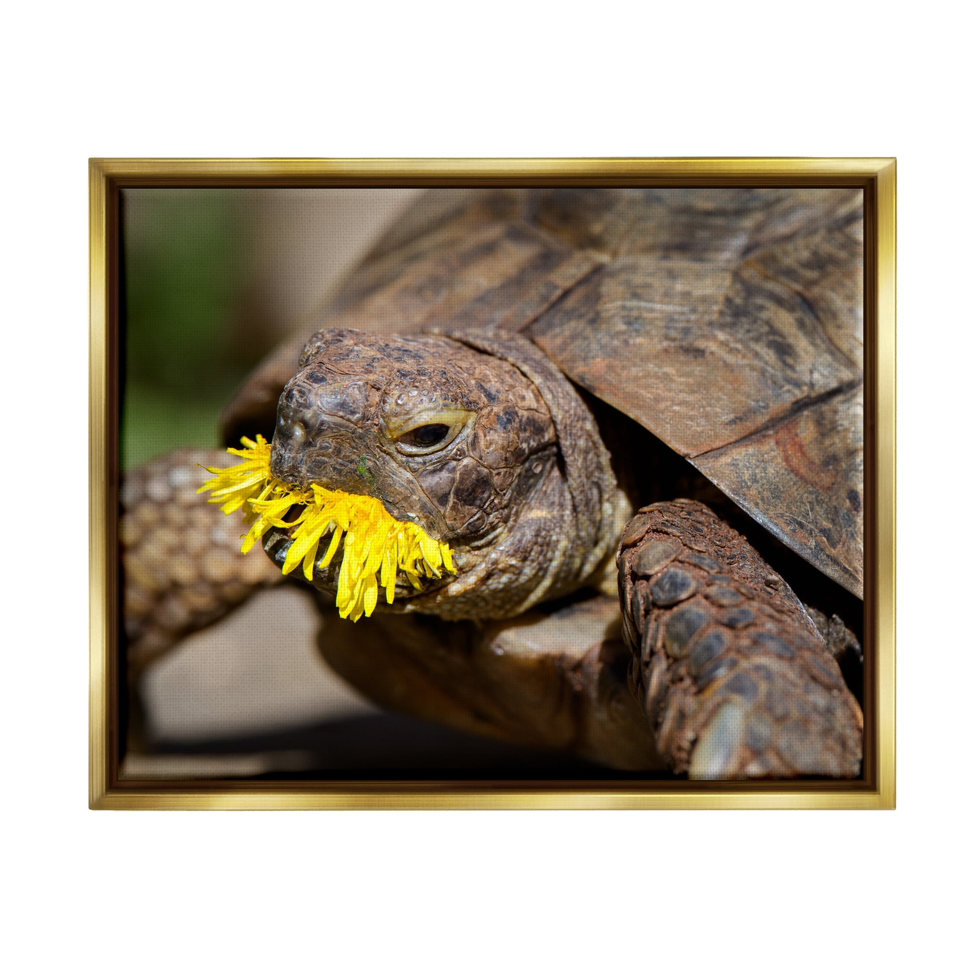 Stupell Industries Turtle Eating Dandelion Animals & Insects Photography Gold Floater Framed Canvas Art Print Wall Art, 21 x 17
