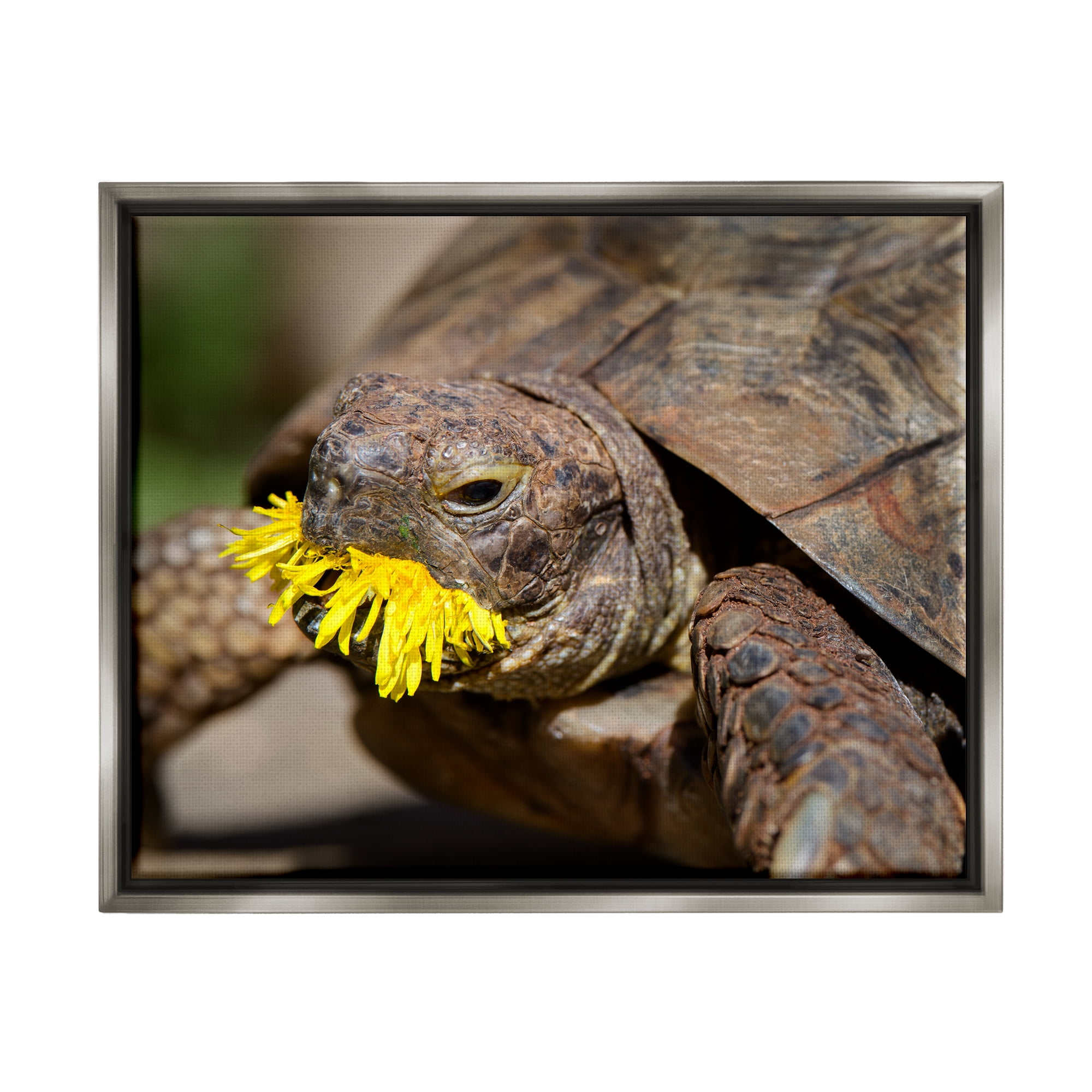 Stupell Industries Turtle Eating Dandelion Animals & Insects Photography Gray Floater Framed Canvas Art Print Wall Art, 31 x 25