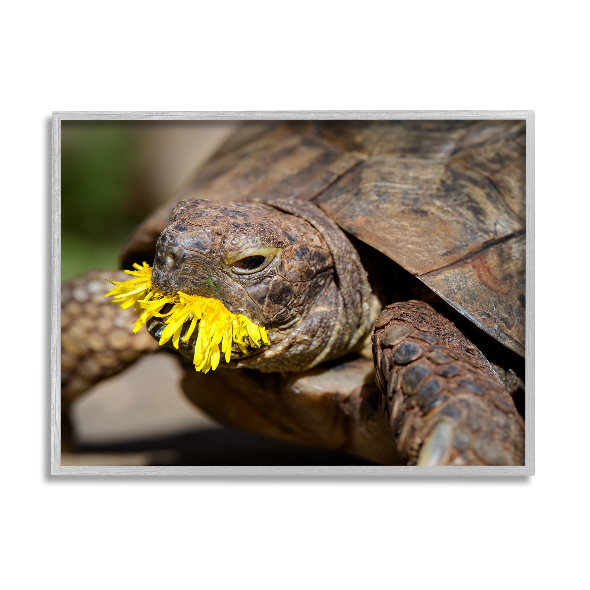 Stupell Industries Turtle Eating Dandelion Animals & Insects Photography Gray Framed Art Print Wall Art, 20 x 16