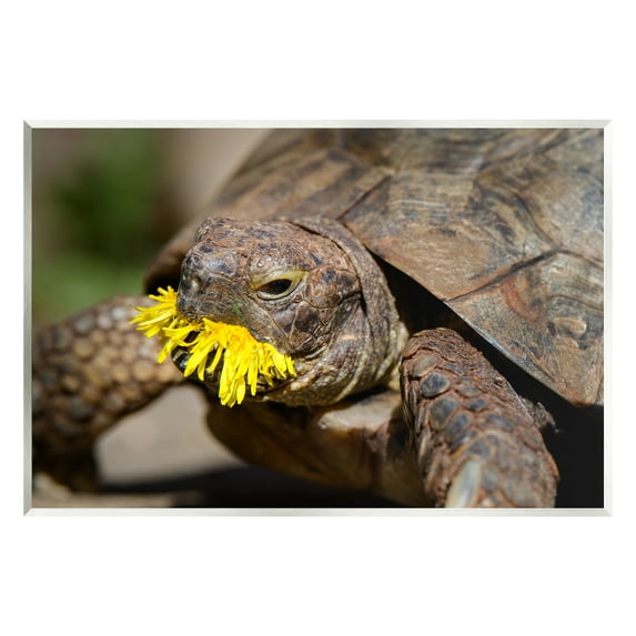 Stupell Industries Turtle Eating Dandelion Animals & Insects Photography Unframed Art Print Wall Art, 15 x 10