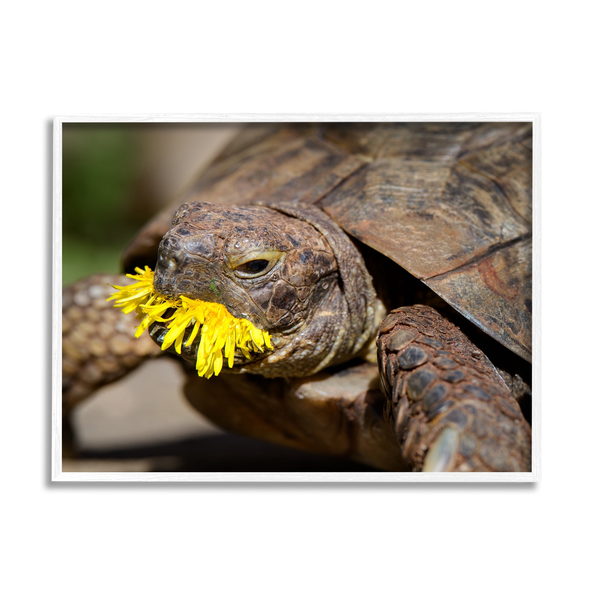 Stupell Industries Turtle Eating Dandelion Animals & Insects Photography White Framed Art Print Wall Art, 20 x 16