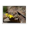 thumbnail image 1 of Stupell Industries Turtle Eating Dandelion Animals & Insects Photography White Framed Art Print Wall Art, 30 x 24, 1 of 9