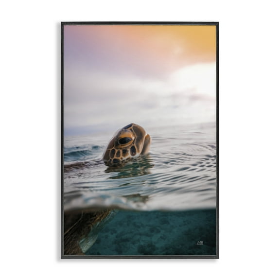 Stupell Industries Turtle Swim at Sunrise Animals Photography Black Framed Art Print Wall Art, 12 x 18