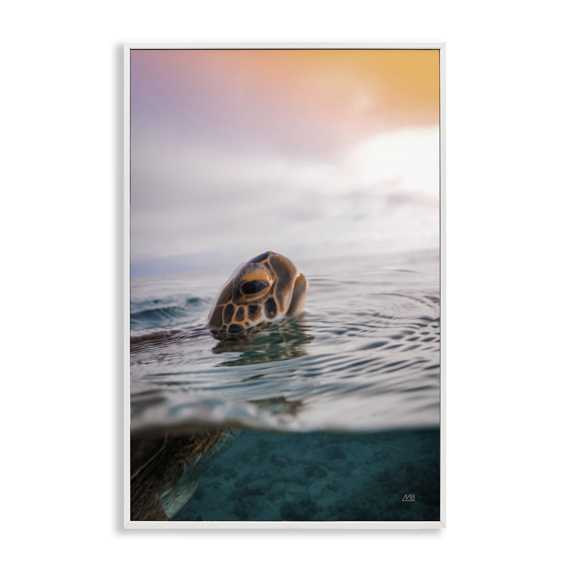 Stupell Industries Turtle Swim at Sunrise Animals Photography White Framed Art Print Wall Art, 16 x 24