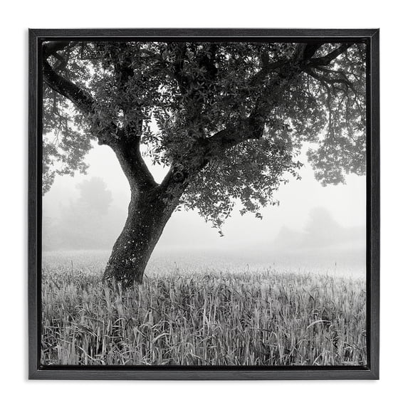 Stupell Industries Traditional Tuscan Morning Oak in Mist Black Floating Frame Canvas Art, 25 x 25, by Chip Forelli