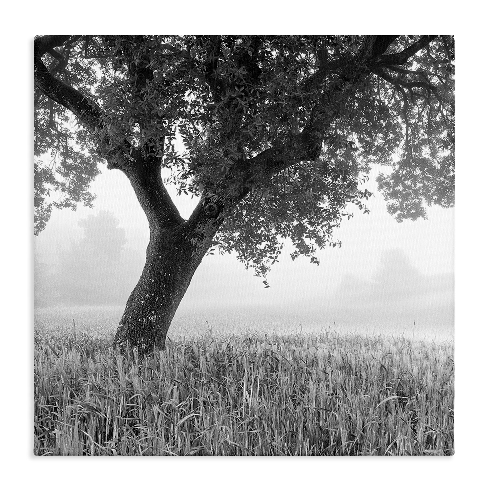 Stupell Industries Tuscan Morning Oak in Mist Canvas Wall Art, design by Chip Forelli