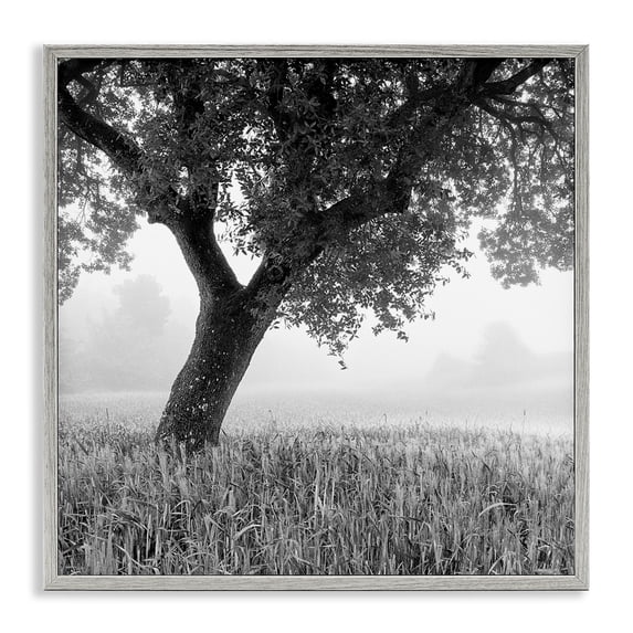 Stupell Industries Traditional Tuscan Morning Oak in Mist Gray Framed Giclee Art, 17 x 17, by Chip Forelli