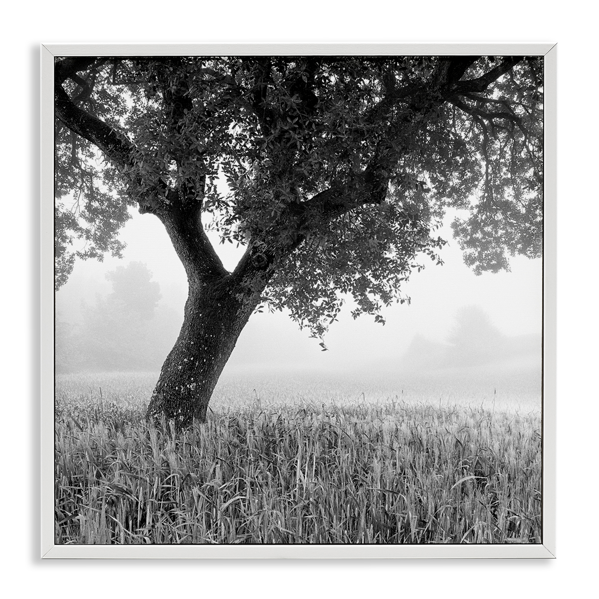 Stupell Industries Tuscan Morning Scenery Landscape & Nature Photography White Framed Art Print Wall Art, 17 x 17