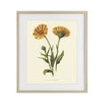 thumbnail image 1 of Stupell Industries Traditional Twin Marigold Blooms Birch Framed Print Under Glass, 17 x 21, by Connie Resch, 1 of 8