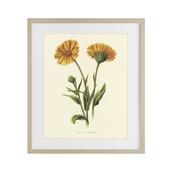 Stupell Industries Traditional Twin Marigold Blooms Birch Framed Print Under Glass, 17 x 21, by Connie Resch