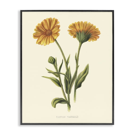 Stupell Industries Traditional Twin Marigold Blooms Black Framed Giclee Art, 24 x 30, by Connie Resch