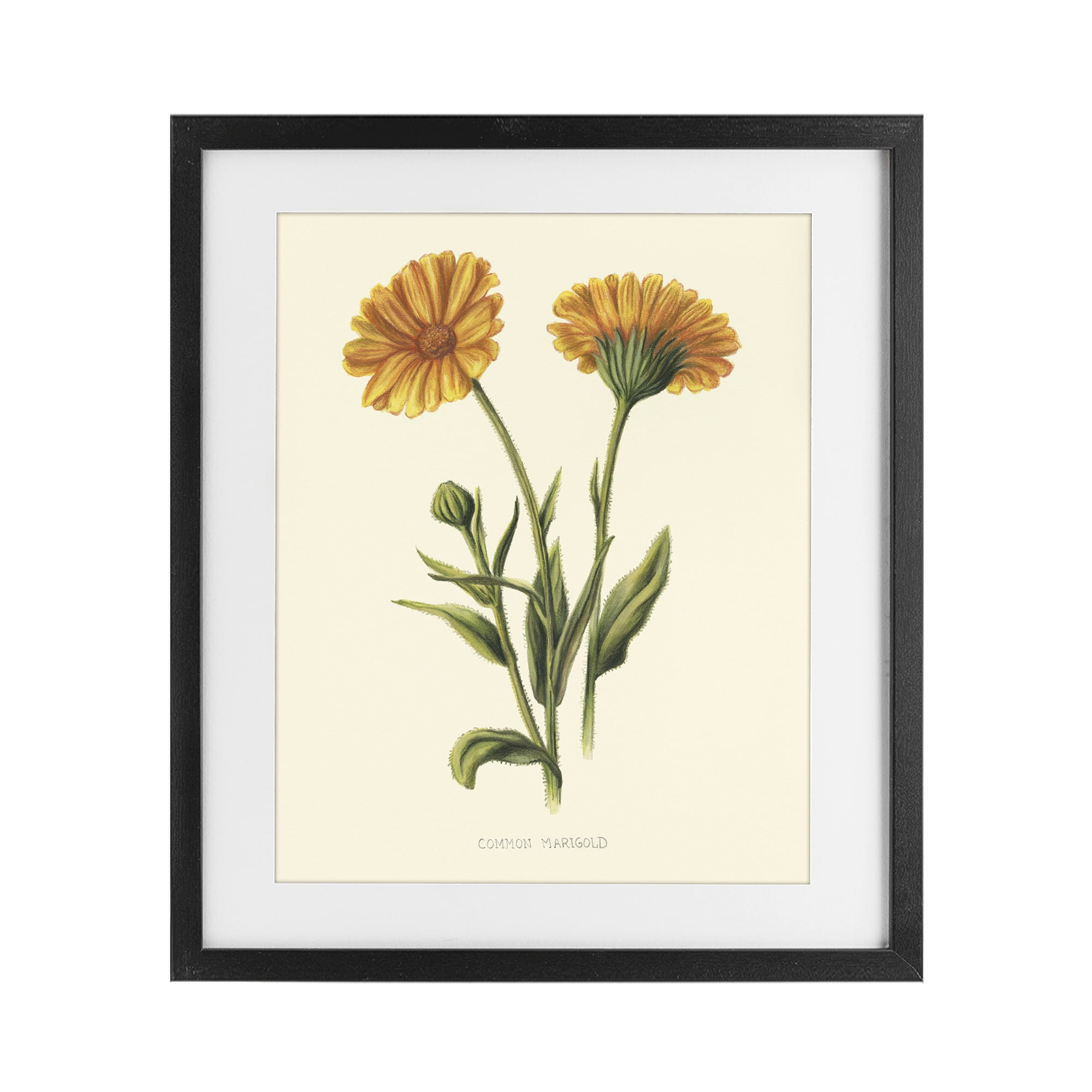 Stupell Industries Twin Marigold Blooms Black Framed Print Under Glass, design by Connie Resch