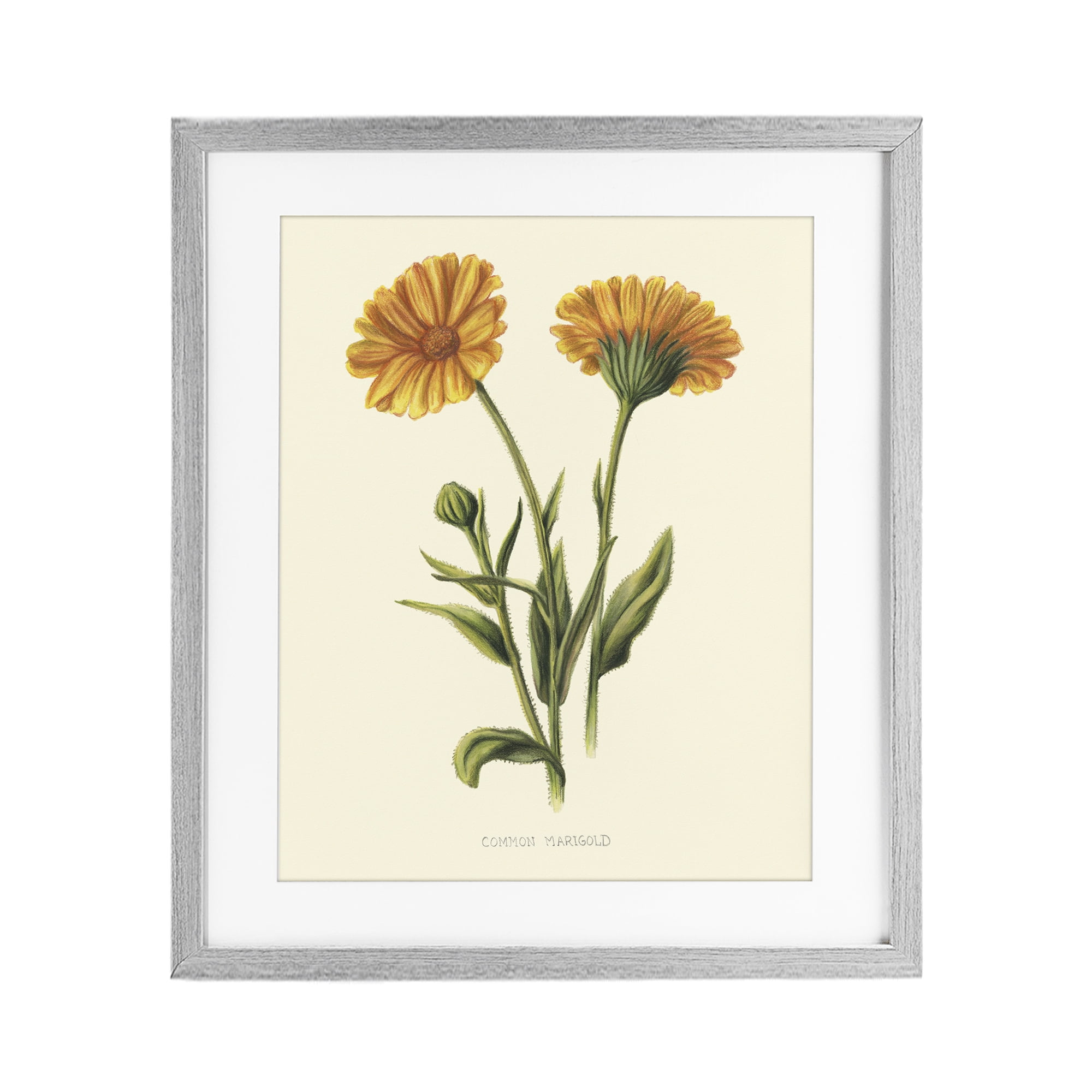 Stupell Industries Twin Marigold Blooms Gray Framed Print Under Glass, design by Connie Resch