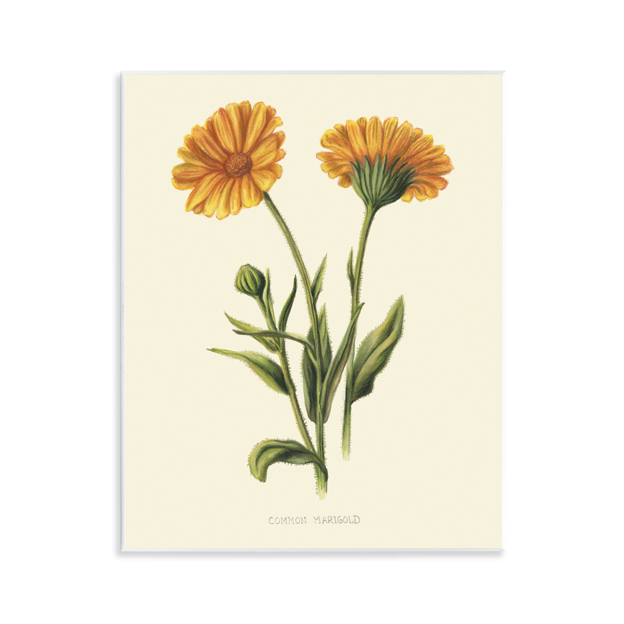 Stupell Industries Twin Marigold Blooms Wall Plaque Art, design by Connie Resch