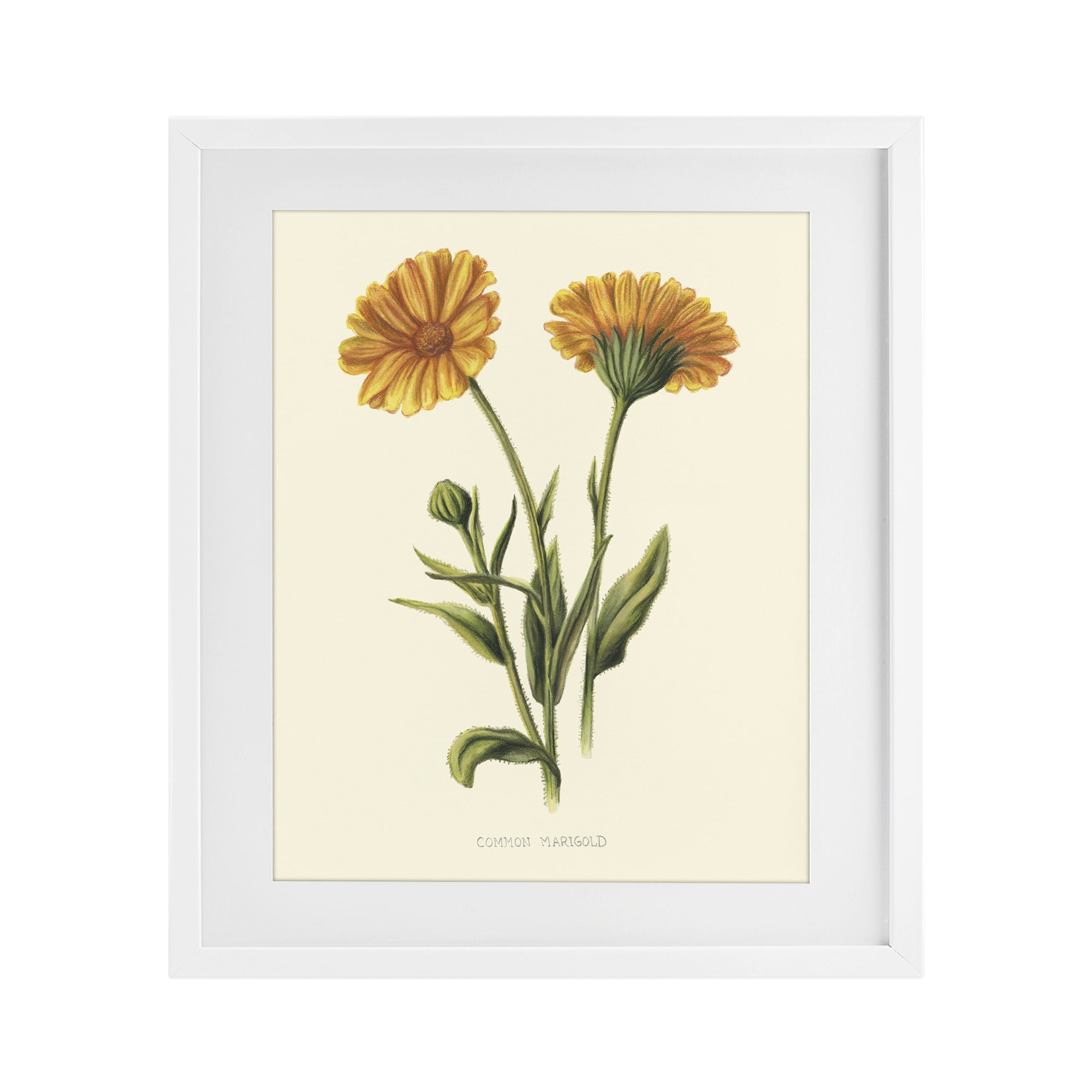 Stupell Industries Twin Marigold Blooms White Framed Print Under Glass, design by Connie Resch