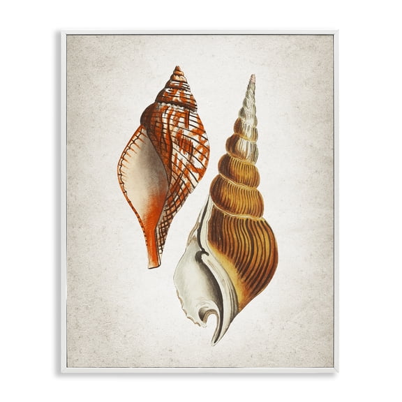 Stupell Industries Twin Spiral Seashells Animals Painting White Framed Art Print Wall Art, 11 x 14