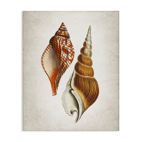 Stupell Industries Twin Spiral Seashells Animals Painting Wrapped Canvas Canvas Art Print Wall Art, 24 x 30